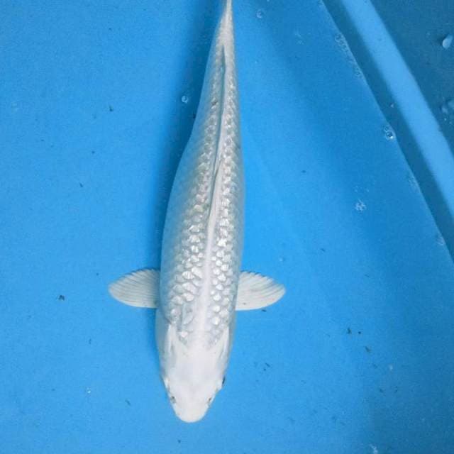 Platinum ginrin 36cm