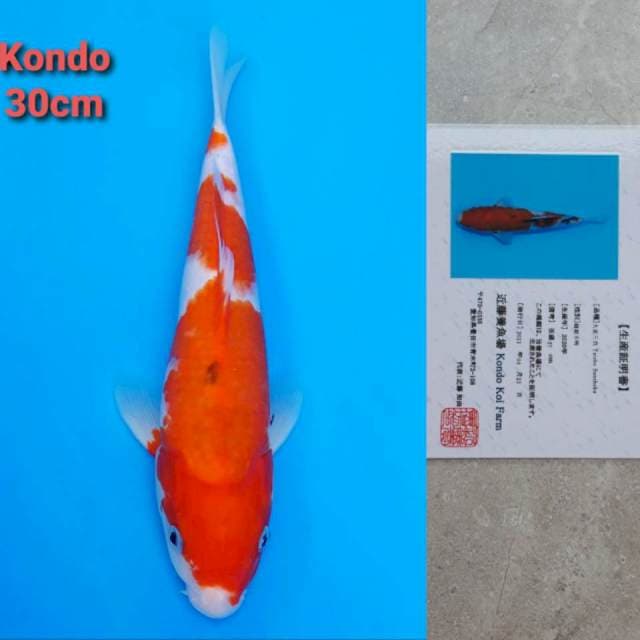 Kondo Sanke certi