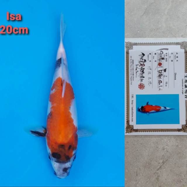 Isa Showa Certi