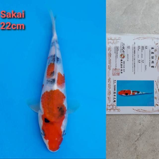Sakai Sanke Certi
