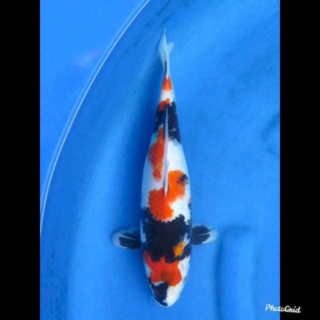 30cm , Showa Tategoi Halus