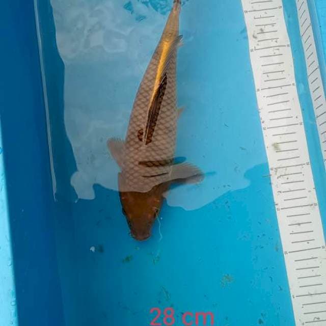 Tembaga cagoei