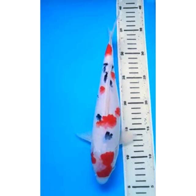 RED SANKE 31 Cm