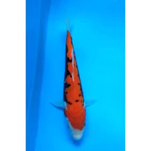 BENI KUMONRYU 23 Cm