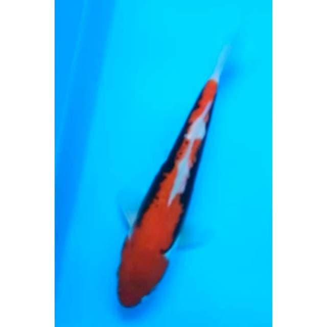 BENI KUMONRYU 18 Cm