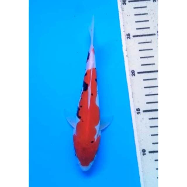 BENI KUMONRYU 19 Cm