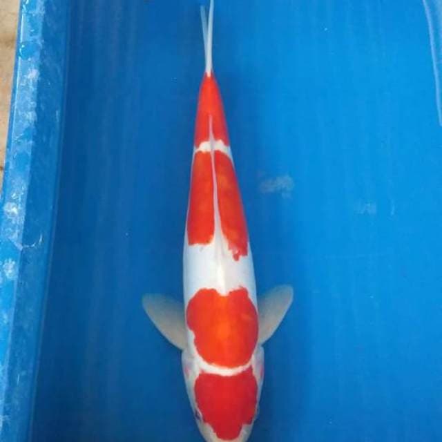 Kohaku doitsu manteb