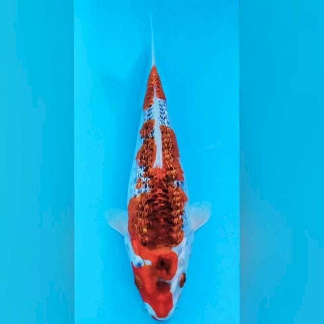 GHOSIKI GINDRIN 26CM