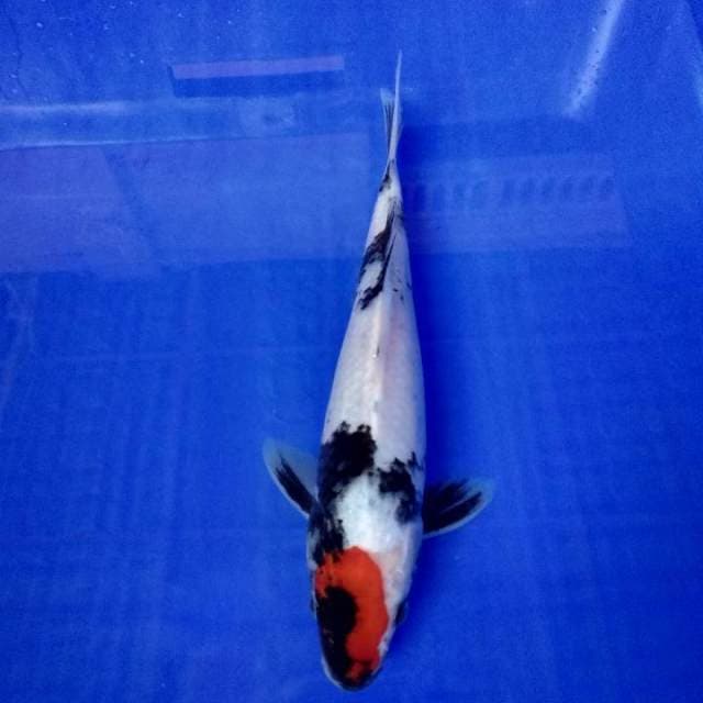 Tancho showa asli 20cm