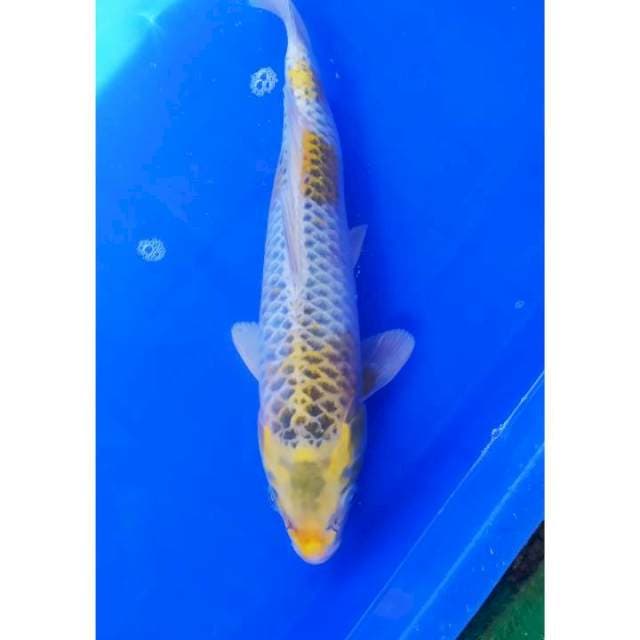 Hariwake 32 cm