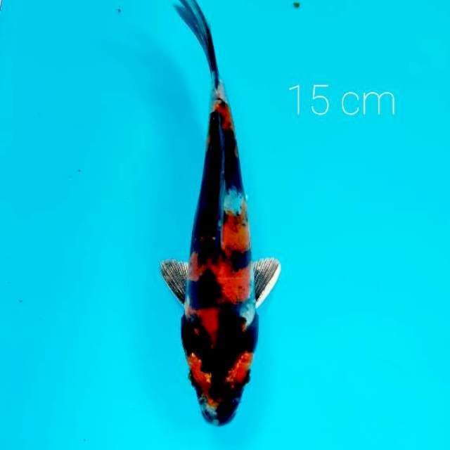 Doitsu 15 cm