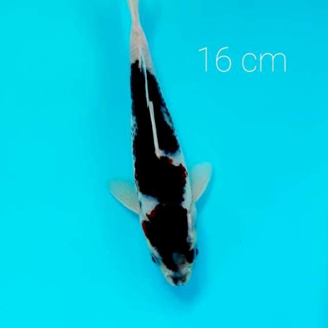 Inazuma 16 cm