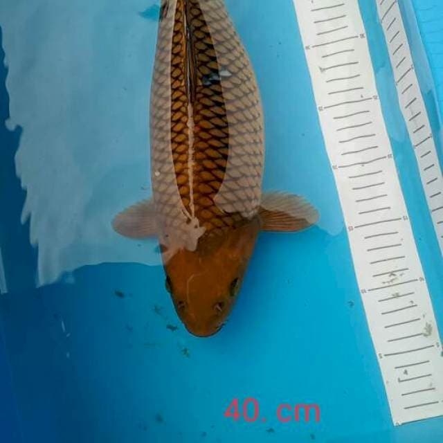 tembaga cagoei