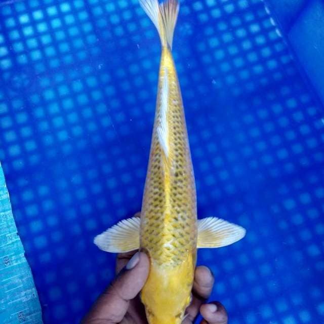 Kin matsuba 30cm