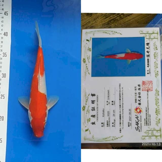 Kohaku 26cm Sakai Ltd