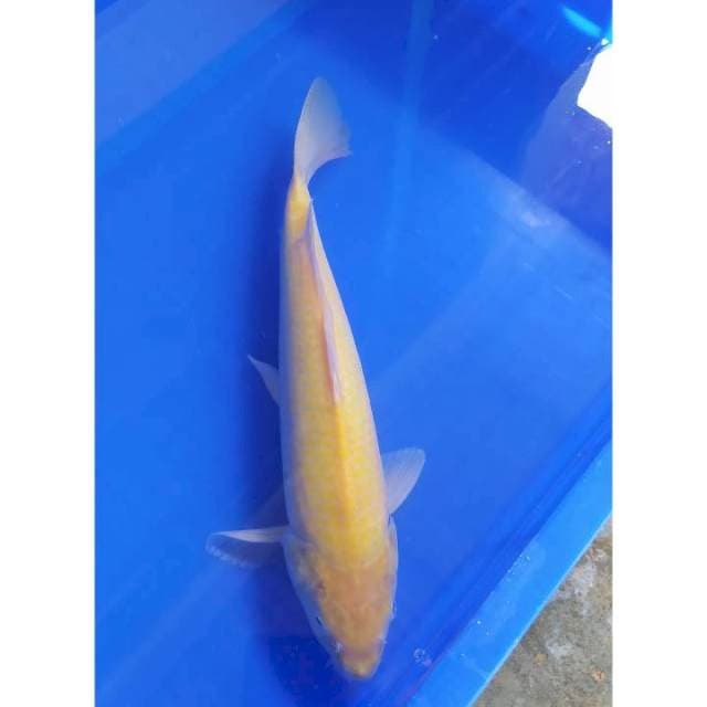 Karashi mulus 35 cm