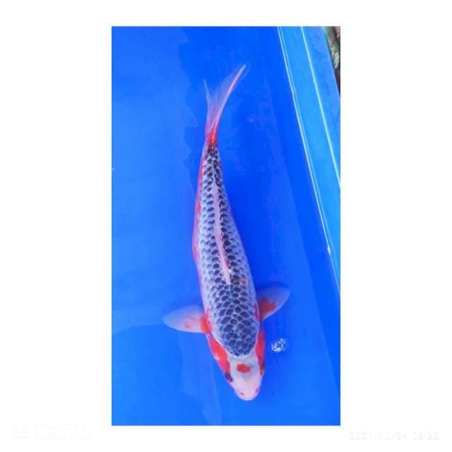 Asagi 30 cm