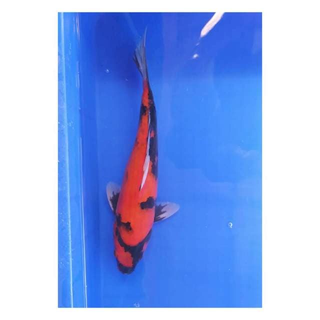 Hi showa 31 cm