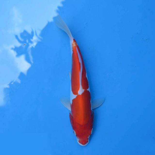 Kohaku Doitsu
