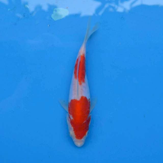 Kohaku Doitsu