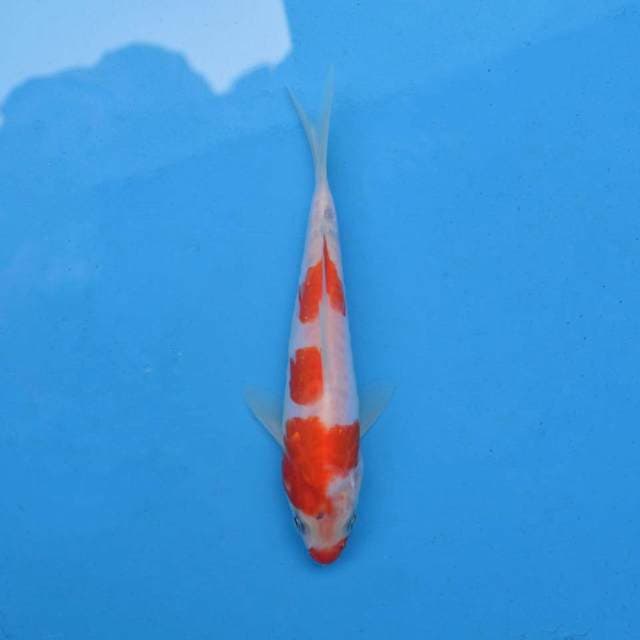 Tategoi Sanke Doitsu