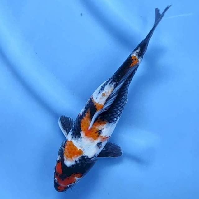 1. Showa // 27 cm