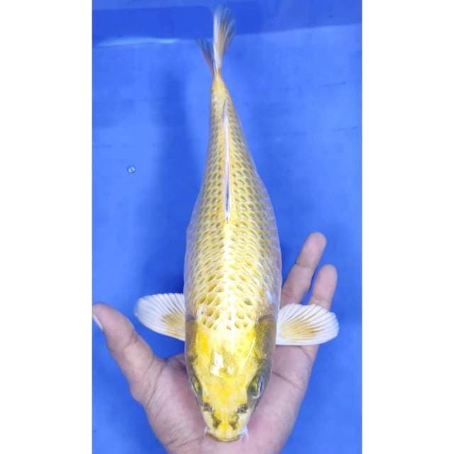 11. Ogon // 34 cm