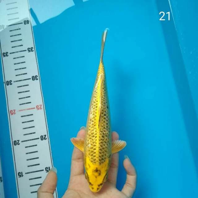 Yellow Mukasi