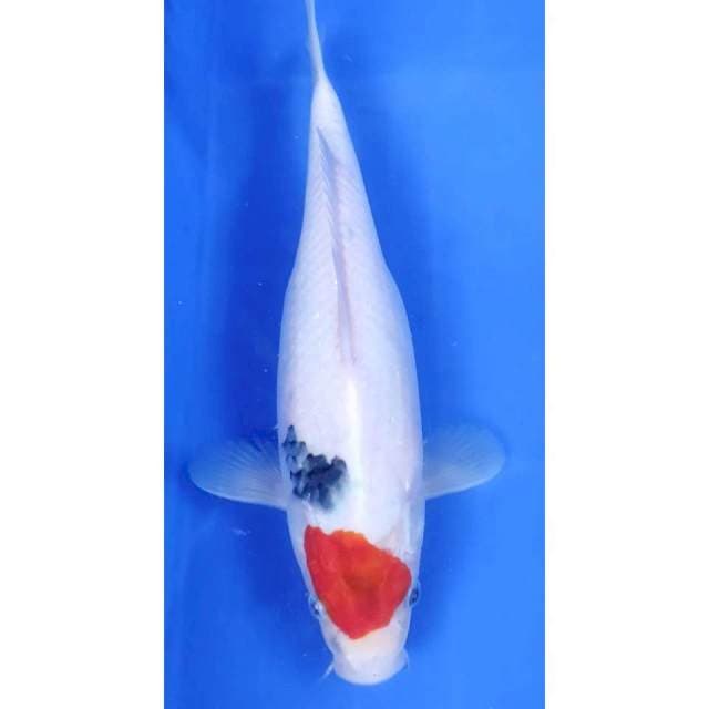 12. Showa Original // 28 cm