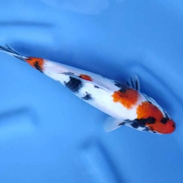 15. Kindai Showa // 27 cm