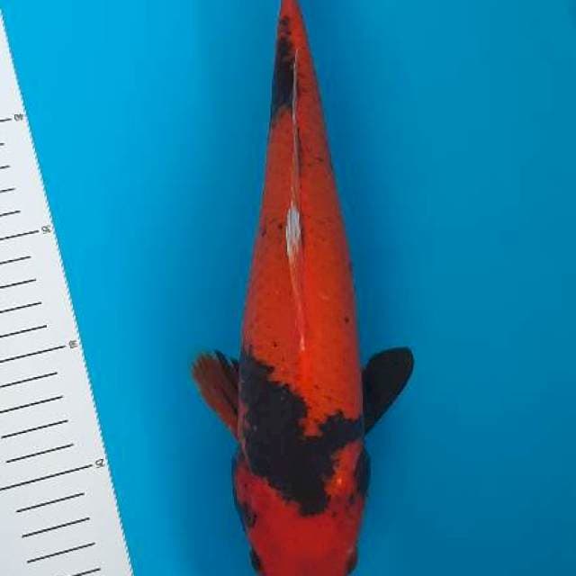 Hiutshuri red