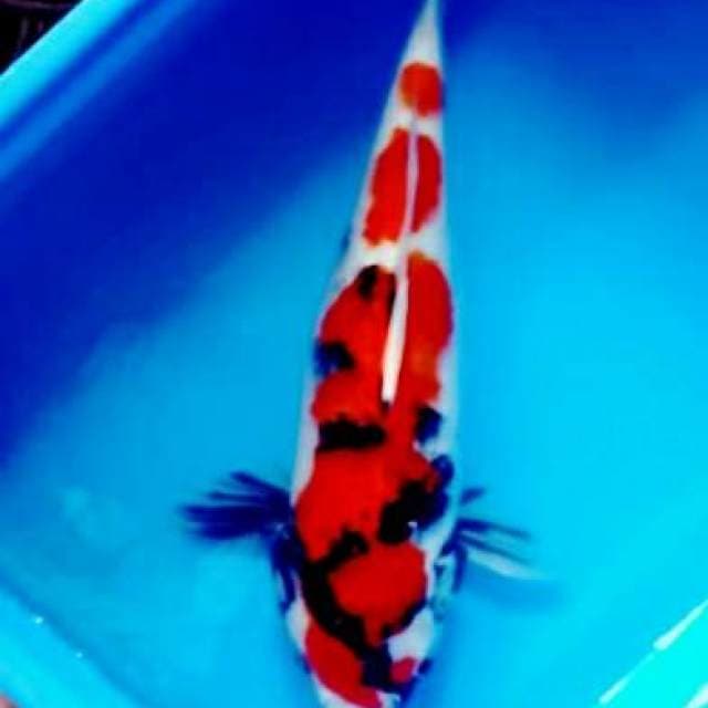 Showa merah muanteeb 40cm