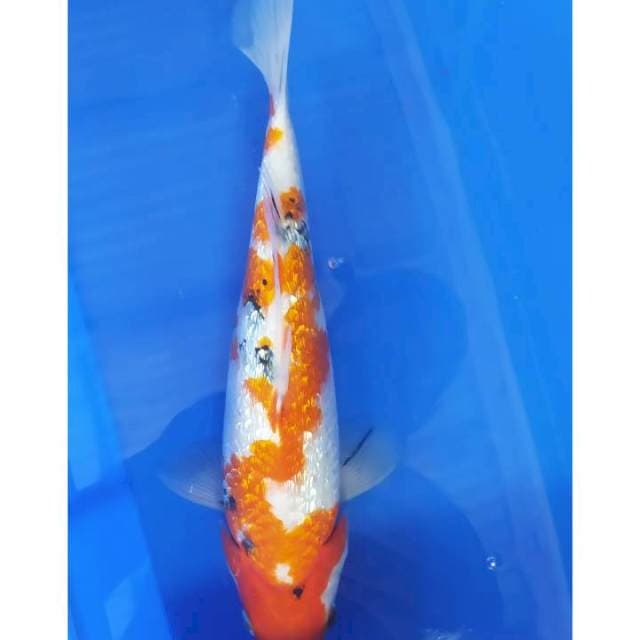 Sanke ginrin 30 cm