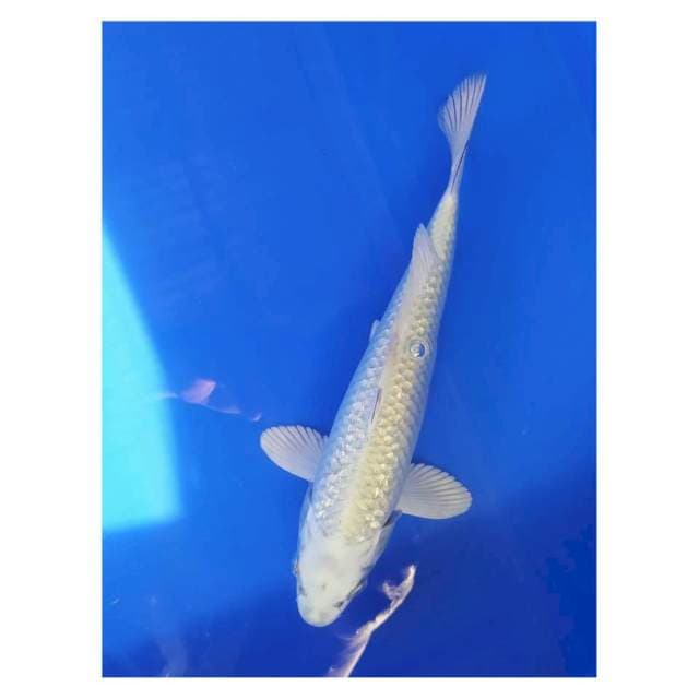 Mukasi ginrin 28 cm
