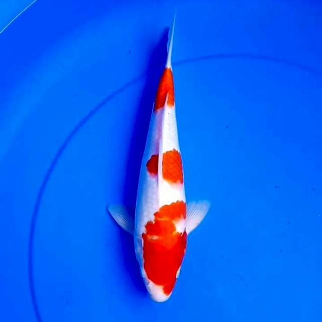 28cm SANDAN SANKE