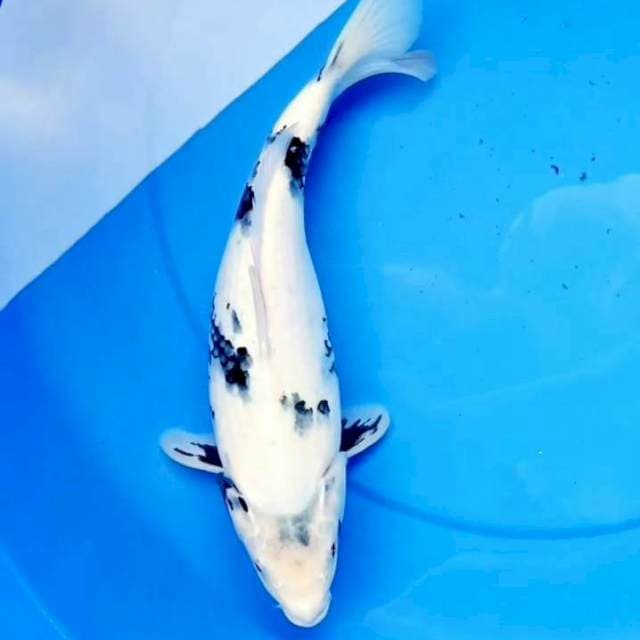 33cm TATEGOI SHIRO SALJU