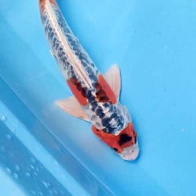 Antikan 32 cm