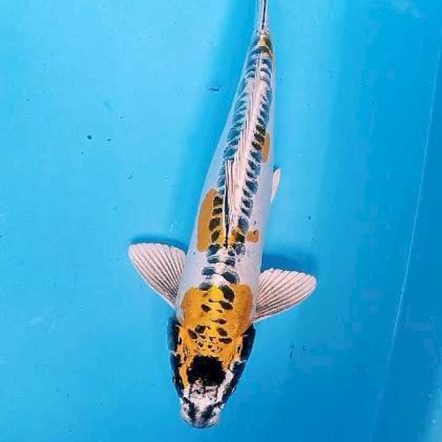 Yellow Kiko 31 cm