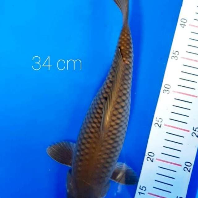 Jumbo 34 cm