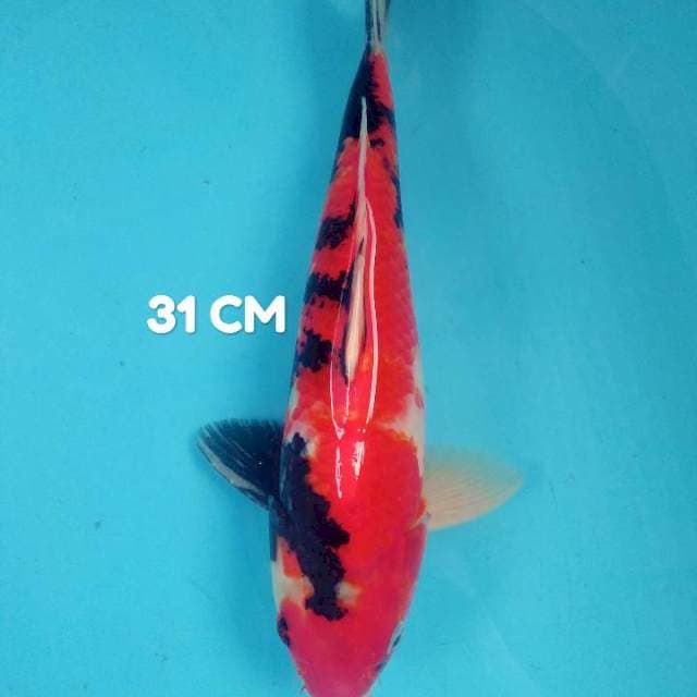 Hi Showa metir 31 cm