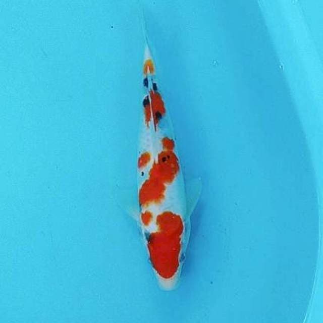 Sanke 27Cm