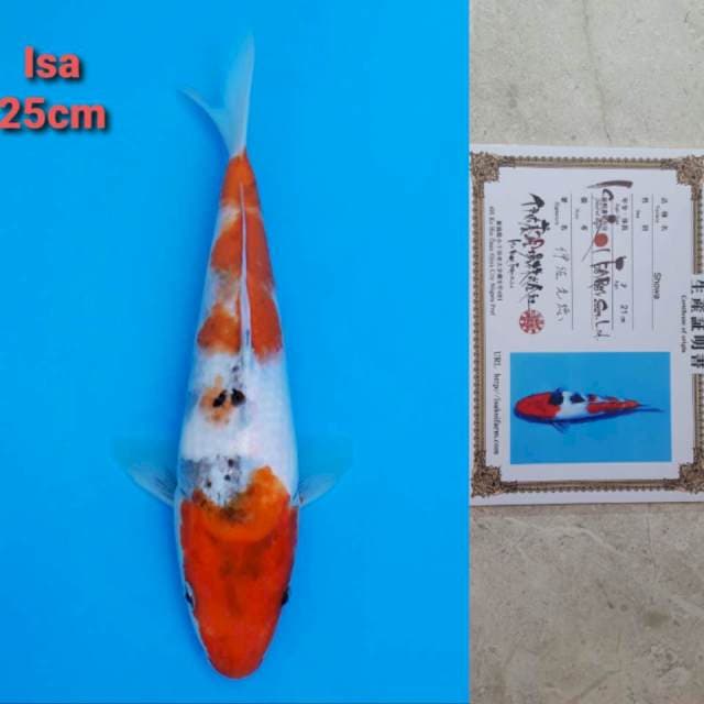 Isa Showa Certi