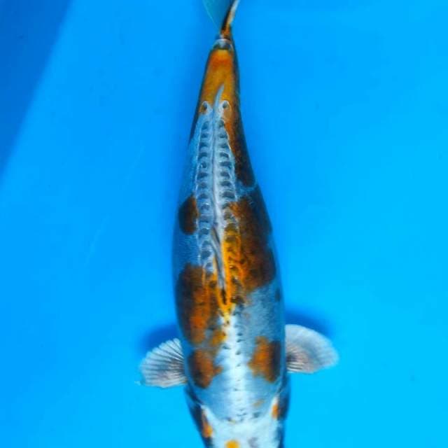 Kiko 38cm