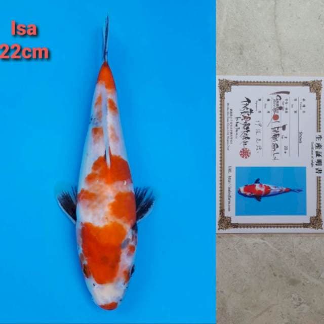 Isa showa Certi