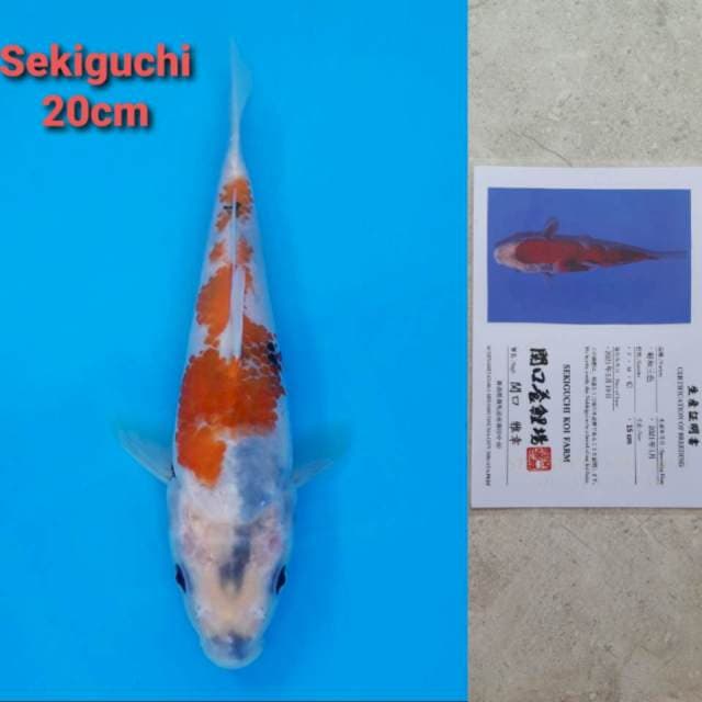 Sekiguchi showa Certi