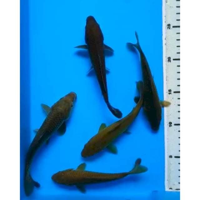 PAKET MIDORIGOI 15 - 17 Cm, 5 Ekor