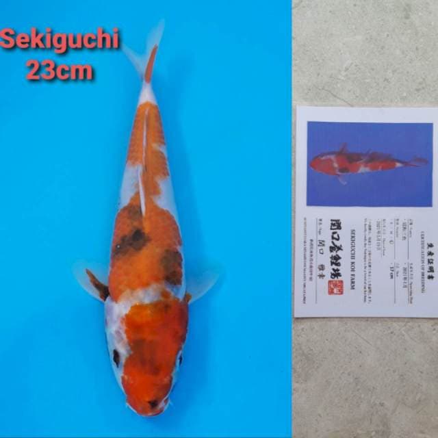 Sekiguchi Showa Certi
