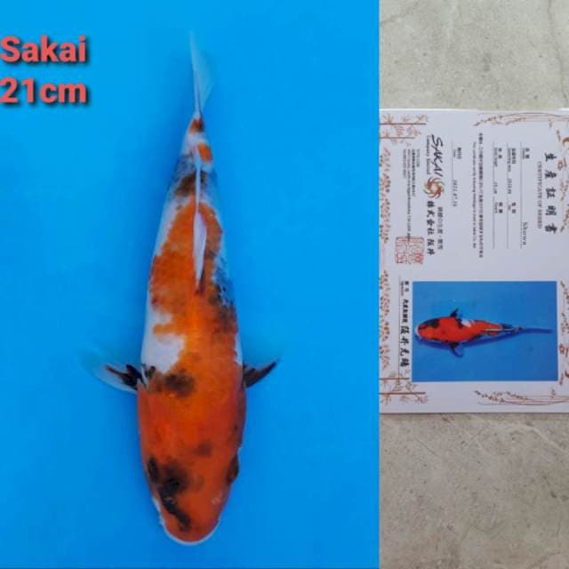 Sakai Showa Certi