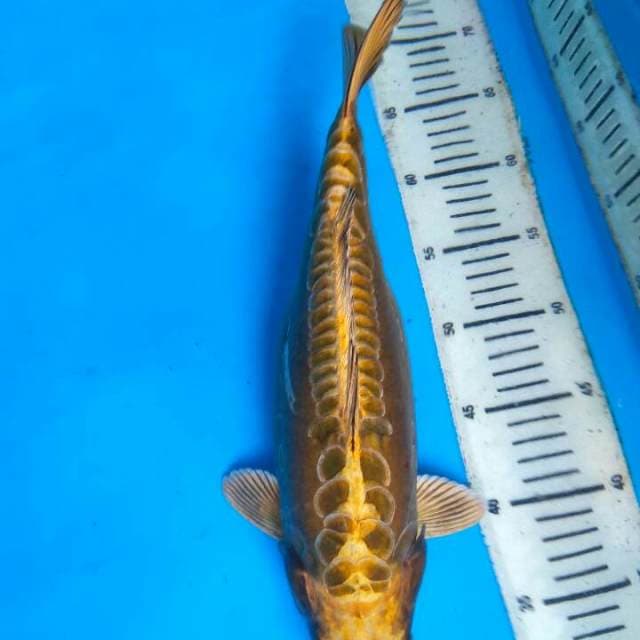 Kiko 37cm