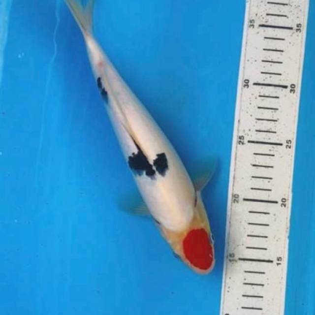 Maruten sanke 27cm